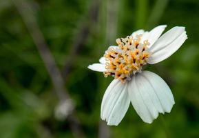 ketul fleur ou quoi est connu scientifiquement comme biden pilosa, est une sauvage plante cette est souvent a trouvé aux côtés de routes ou dans plantations dans le tropiques, fleur fond d'écran photo