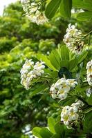 frangipanier fleur arbre dans oahu Hawaii photo