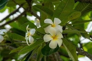 frangipanier fleur arbre dans oahu Hawaii photo