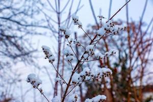 arbuste Weigela japonica dans l'hiver. le branches sont couvert avec duveteux neige. photo