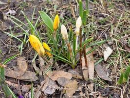 une groupe de coloré crocus avec non ouvert bourgeons dans de bonne heure printemps dans une ville parc. photo