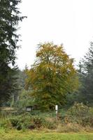 vert et Jaune l'automne arbre photo