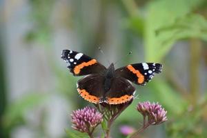 papillon amiral rouge, vanessa atalanta photo