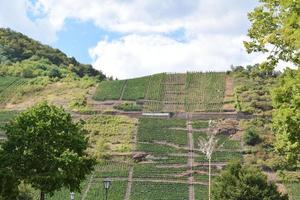 raide vignoble terrasses photo