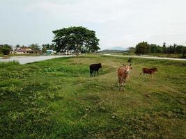 vaches est du repos à vert champ photo