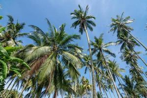 noix de coco des arbres en dessous de chaud ensoleillé journée photo