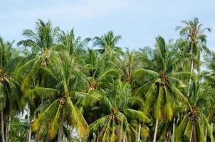 noix de coco des arbres plantation photo