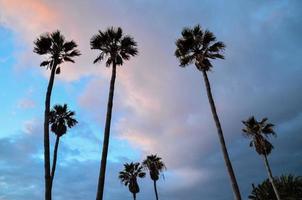 palmiers tropicaux photo