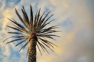 palmiers tropicaux photo