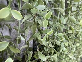 vert arrière-plan, feuilles arrière-plan, ornemental plante arrière-plan, c'est une magnifique à la recherche ornemental plante. il est un ornemental plante cette fait du vous ressentir rafraîchi et à faciliter, en pensant de la nature. photo