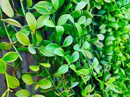 vert arrière-plan, feuilles arrière-plan, ornemental plante arrière-plan, c'est une magnifique à la recherche ornemental plante. il est un ornemental plante cette fait du vous ressentir rafraîchi et à faciliter, en pensant de la nature. photo