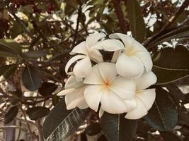 blanc frangipanier, blanc plumeria, temple arbre, cimetière arbre, le fleurs épanouissement dans le jardin Regardez beau, frangipanier, plumeria, temple arbre, cimetière arbre là sont beaucoup dans le tropical zone. photo