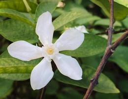 des fleurs de jasmin blanc à cinq pétales fleurissent, de couleur blanche, de petits cinq pétales au pollen jaune photo