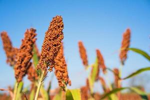 sorgho ou Millet champ agent bleu ciel Contexte photo