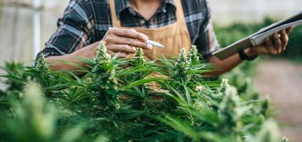 homme asiatique chercheur de marijuana vérifiant la plantation de cannabis de marijuana dans une ferme de cannabis, cannabis agricole commercial. concept d'entreprise de cannabis et de médecine alternative.