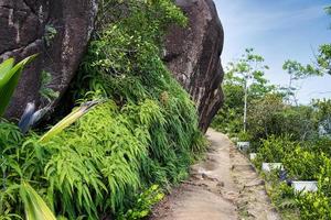 anse Majeur la nature Piste rochers, sentier et végétaux, mahe les Seychelles photo