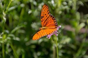 magnifique monarque papillon flottant plus de lilas fleurs et chardons photo