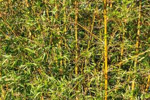 bambu canne sur le banques de le rivière dans le ville de fédération Province de entre rios Argentine photo