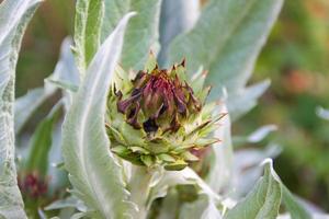 comestible chardon dans le argent de le biologique jardin photo