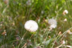 pissenlit herbes avec défocalisé Contexte dans printemps photo