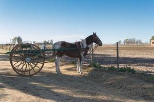 cheval avec boudeur dans le la pampa Argentine photo