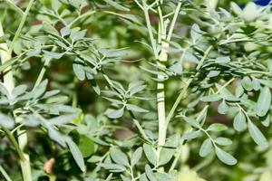 feuilles de le médicinal plante ruta graveolens avec flou Contexte photo