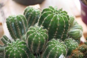 Contexte texture vert cactus avec les épines photo