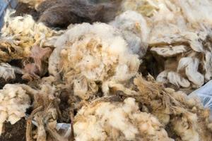 brut la laine toison juste cisaillé avant étant filé photo
