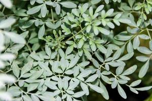 feuilles de le médicinal plante ruta graveolens avec flou Contexte photo