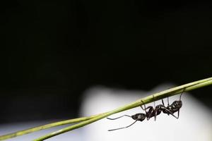 une fermer noir fourmi rampant sur vert tige plante photo