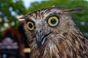 fermer Aigle hibou portrait photo