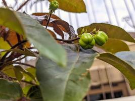 une proche en haut de jatropha gossypifolia fruit photo