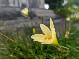 une proche en haut de zéphyranthes candidose fleur photo