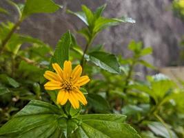 une proche en haut de sphaigne trilobata fleur photo