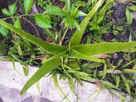 une proche en haut de aloès Vera plante photo