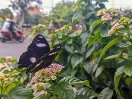 une proche en haut de hypolimnes boline s'accroche à le lantana camara plante photo