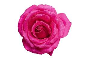 rose Rose avec rosée gouttes fermer sur une blanc Contexte. photo