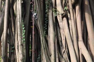 artistique banian racine fait du beaucoup branches photo