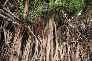 artistique Bayan les racines ou ficus les racines photo