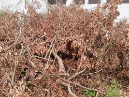 une grand pile de des buissons cette viens de des arbres lorsque abattu. photo