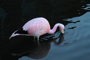 une vue de quelques flamants roses photo