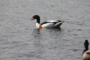 une vue de une shelduck photo