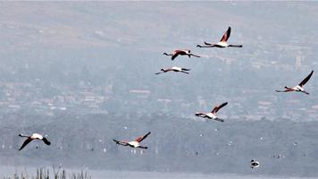 une vue d'un flamant rose photo