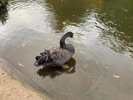 un gros plan d'un cygne noir photo