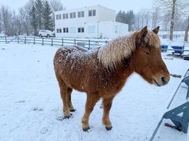 les chevaux dans le neige dans Islande photo