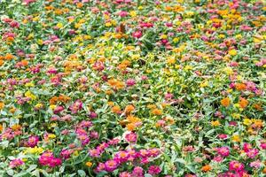 zinnia fleurs épanouissement dans le jardin photo