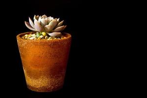 plante succulente gros plan echeveria orion dans le pot en terre photo