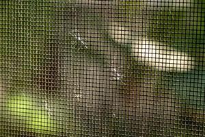 les fleurs de mauvaises herbes ont été soufflées par le vent et s'accrochent aux filets de nylon photo