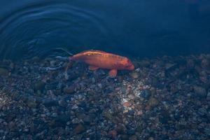 Orange poisson nage dans une peu profond artificiel étang dans le parc photo