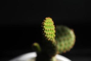 vert cactus dans blanc rouge noir décor pot branché Créatif concep photo